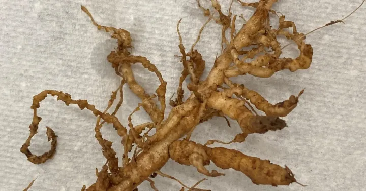 Javanese root-knot nematode