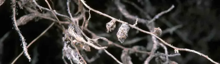 Cereal root-knot nematode