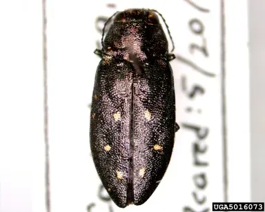Spotted pine borer