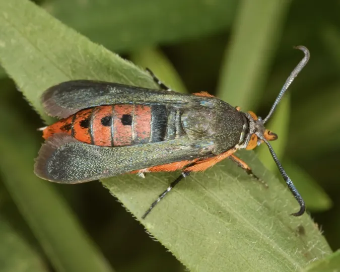 Squash vine borer
