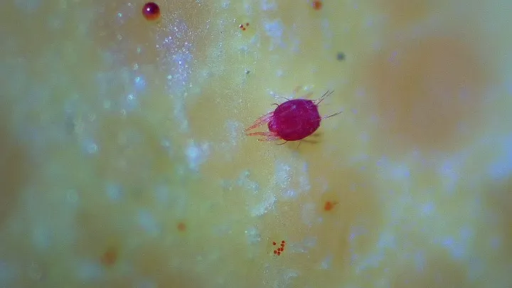Citrus red mite