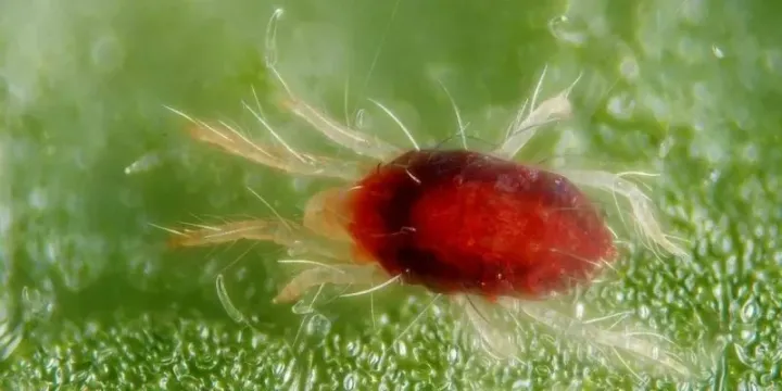 European red mite