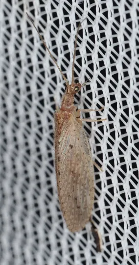 Micromus subanticus