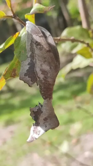 Mimallo amilia
