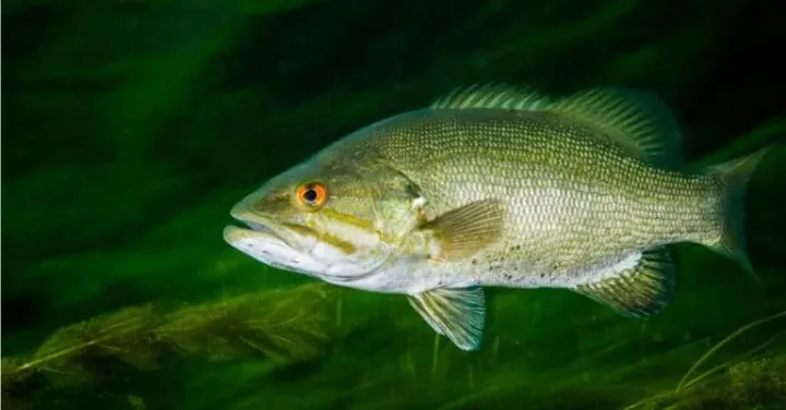 Smallmouth bass