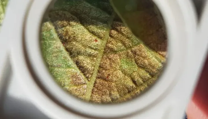 Паутинный клещ Mononychellus planki