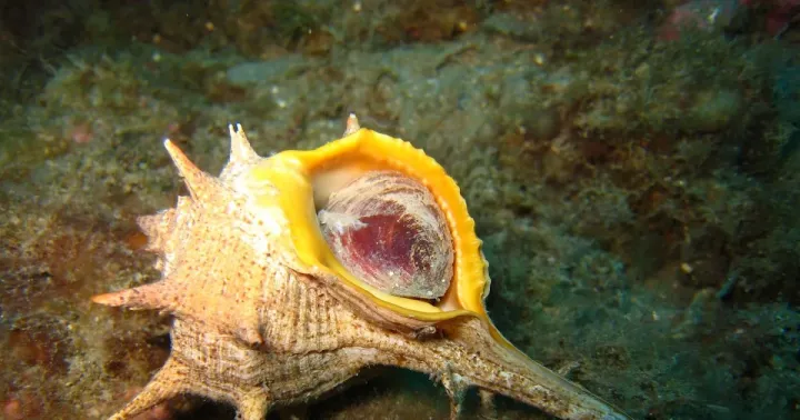 Bolinus brandaris