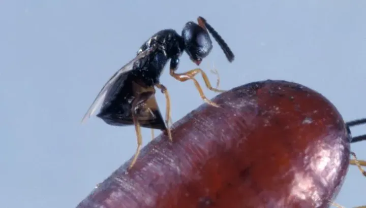 Muscidifurax raptorellus