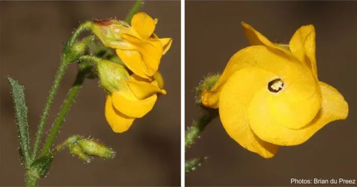Coryna hermanniae
