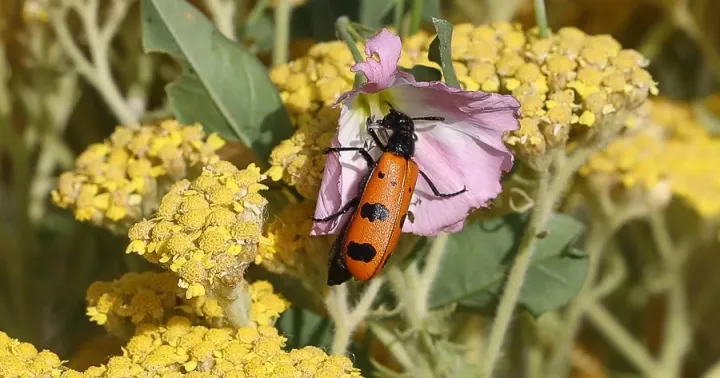 Mylabris bihumerosa