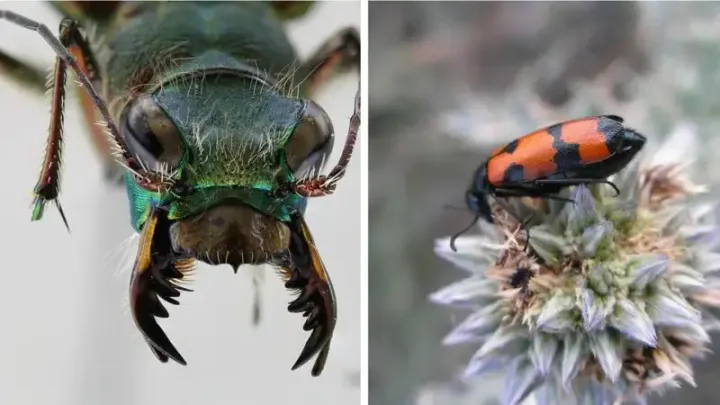 Mylabris convexior