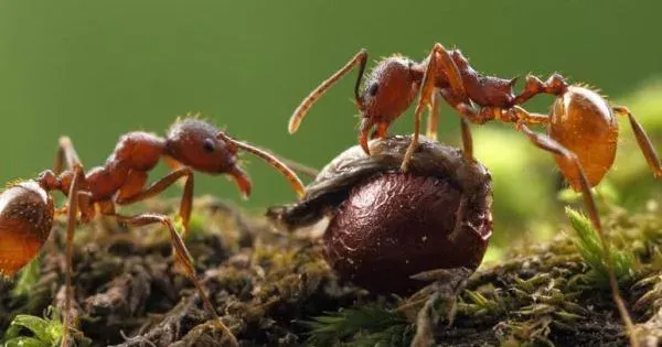 Myrmica brevispinosa