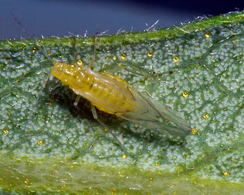 Myrica aphid