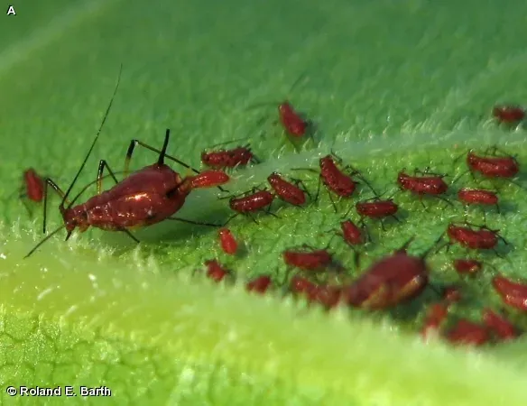 Ambrosia aphid