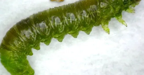 Willow sawfly
