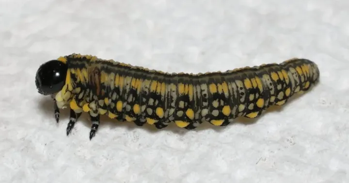Virginia pine sawfly