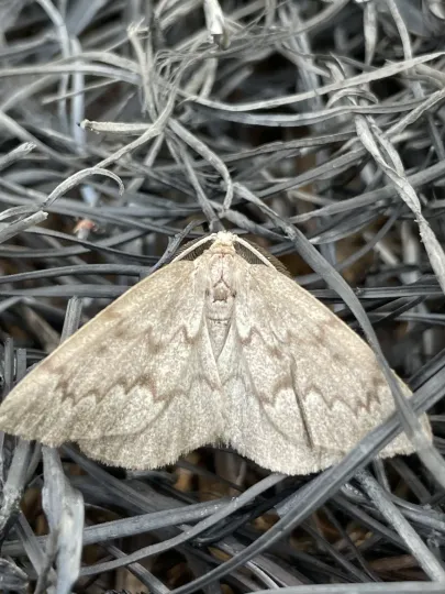 Пяденица Nepytia semiclusaria