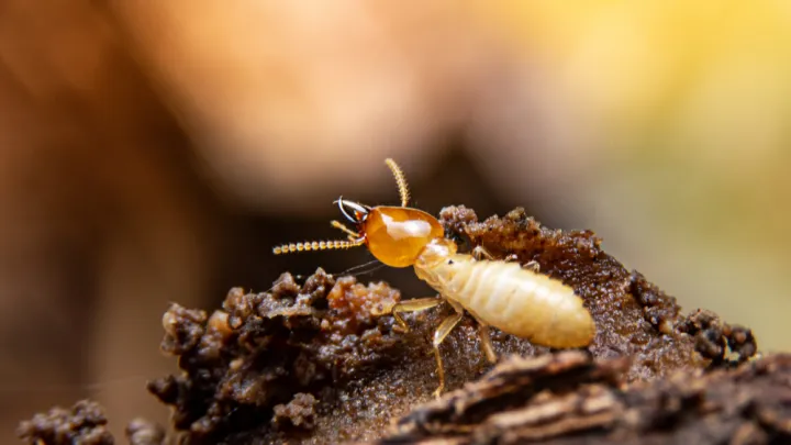 Florida termite