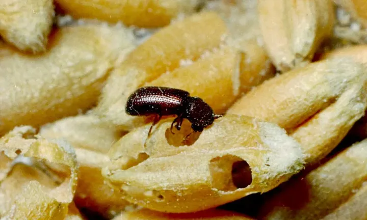 Drugstore beetle