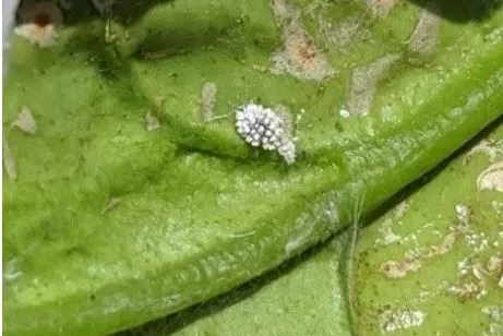 Hibiscus mealybug