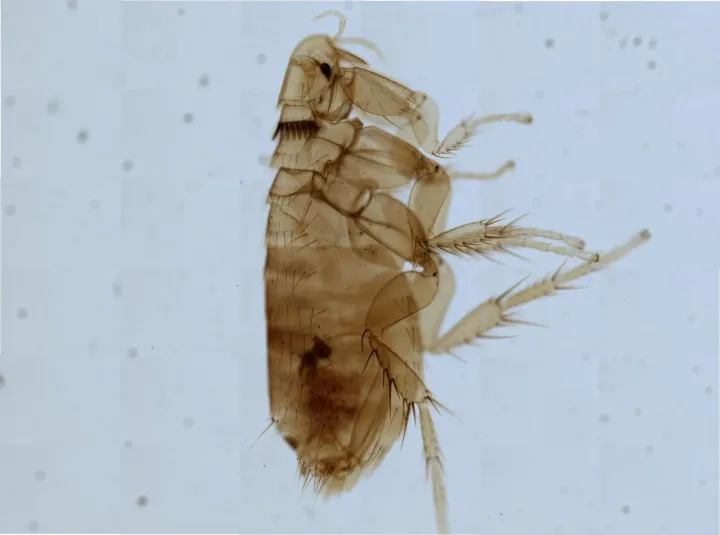 Rat flea