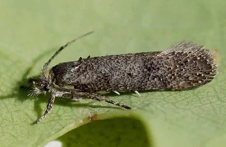 Cereal leaf miner