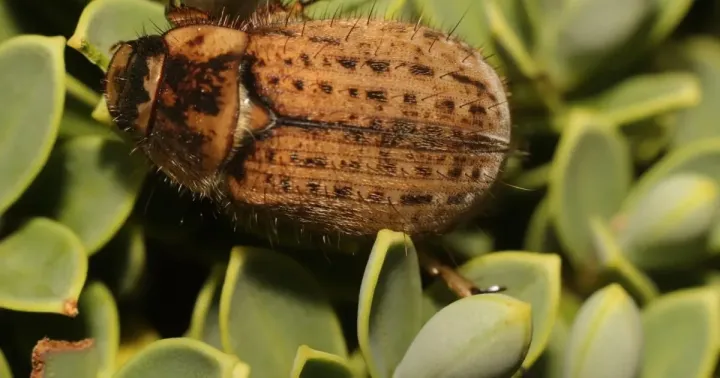 New Zealand grass grub