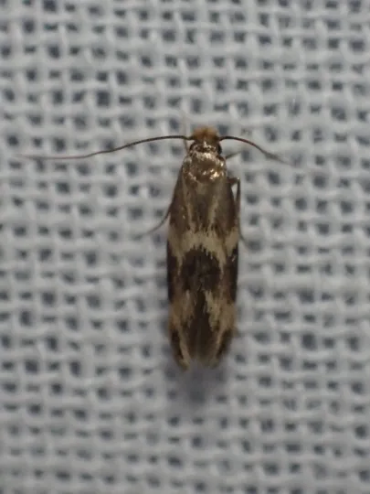 Cork moth