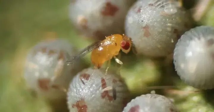 Oligosita giraulti