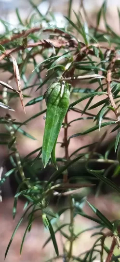 Juniper midge