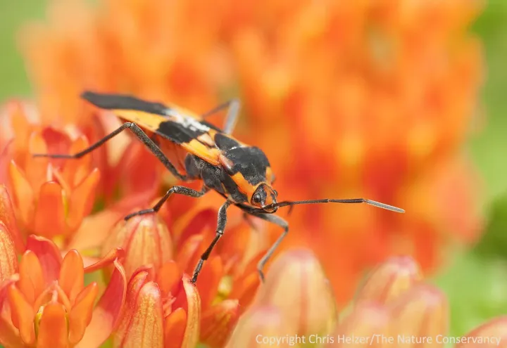 Large milkweed bug