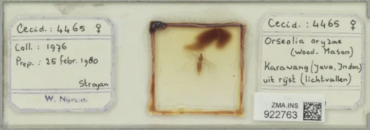 Rice gall midge