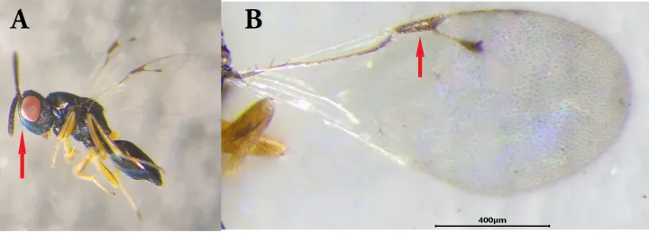 Pachyneuron