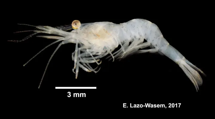 Grass shrimp