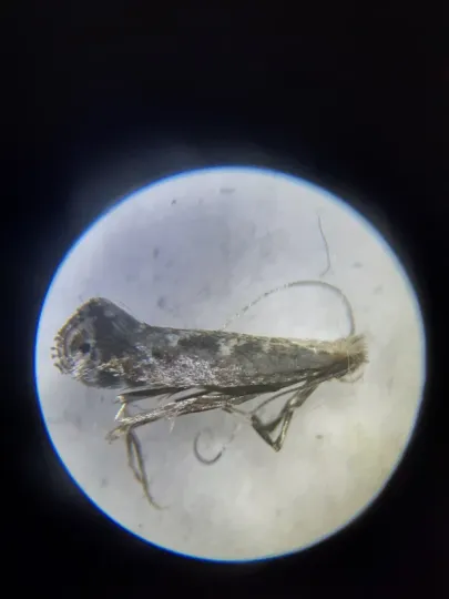 Fruit leaf miner