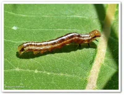 Burdock borer