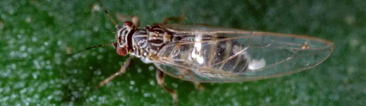 Tomato psyllid