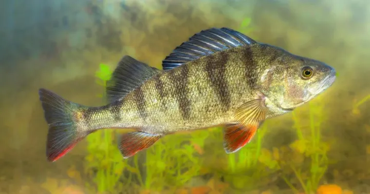 European perch
