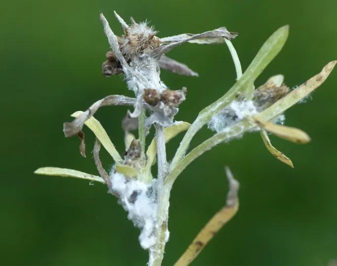 Poplar-cudweed aphid