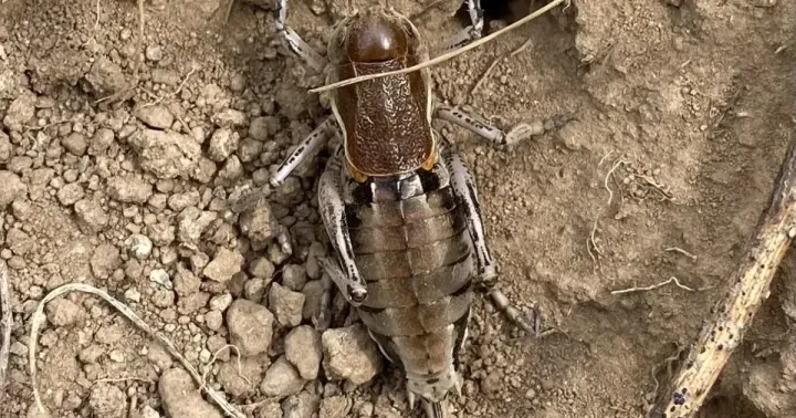 Горбатий коник