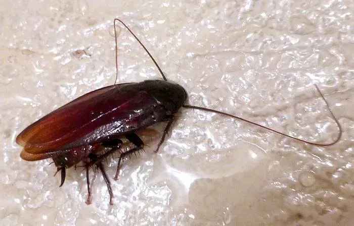 Japanese cockroach