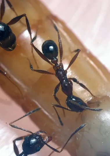 Pheidole guineensis