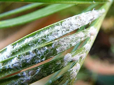 Azalea mealybug