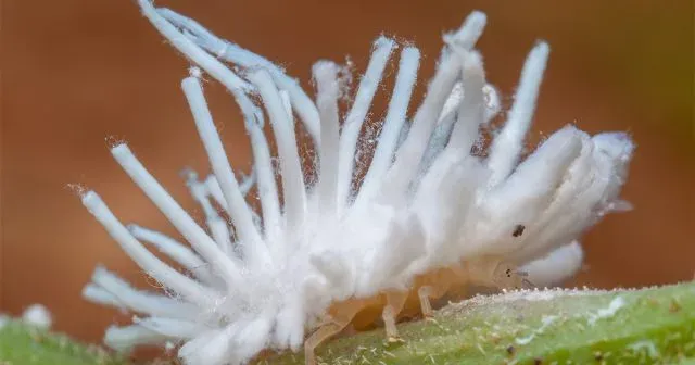 Grain mealybug