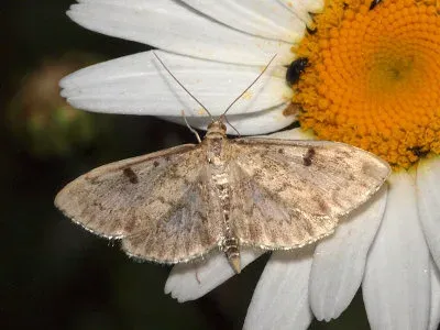 Вогнівка Phlyctaenia testacea