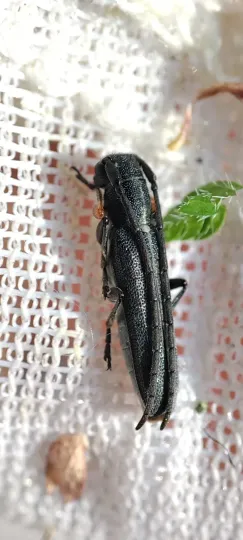 Cylindrical longhorn beetle