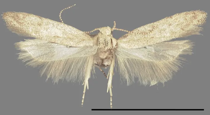 Tomato leafminer