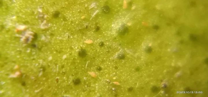 Citrus rust mite