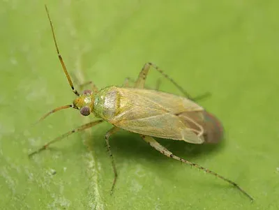 Chrysanthemum plant bug