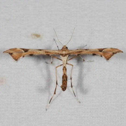 Artichoke plume moth